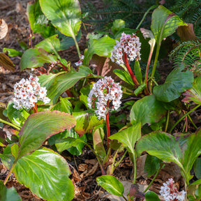 Bergenie ‘Silberlicht’ - Bergenia Silberlicht - Willemse