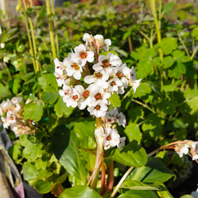 Bergenia Silberlicht - Bergenie ‘Silberlicht’ - Bergenie