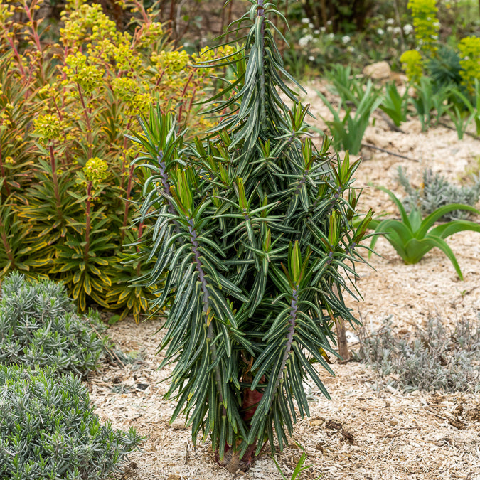 Garten-Wolfsmilch - Willemse
