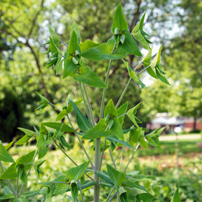 Garten-Wolfsmilch - Euphorbia lathyris - Willemse