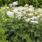 Mädesüß - Filipendula ulmaria - Willemse