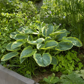 Hosta Frances Williams mit gelbem Rand - Willemse