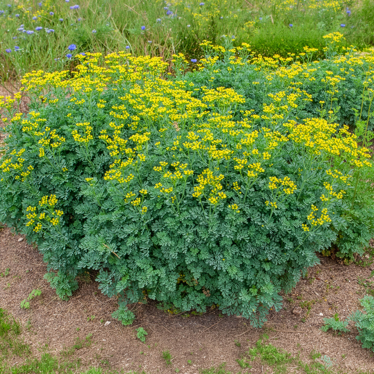 Weinraute - Ruta graveolens - Willemse