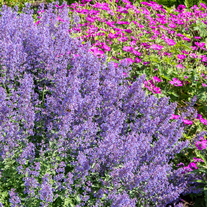 Katzenminze 'Junior Walker' - Nepeta faassenii Junior Walker - Willemse