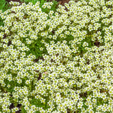 Moos-Steinbreche 'Pixie White' - Saxifraga arendsii White Pixie - Willemse