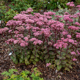 Verkauf Fetthenne Matrona - Sedum matrona