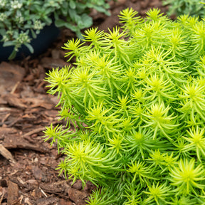 Felsen-Fetthenne ‘Angelina’ - Sedum reflexum Angelina - Willemse