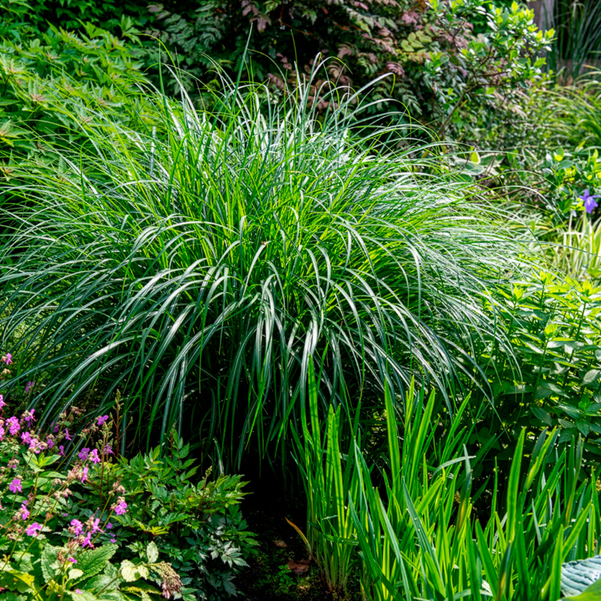 Eulalie Kleine Silberspinne Chinaschilf - Miscanthus sinensis kleine silberspinne - Willemse