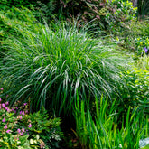 Eulalie Kleine Silberspinne Chinaschilf - Miscanthus sinensis kleine silberspinne - Willemse