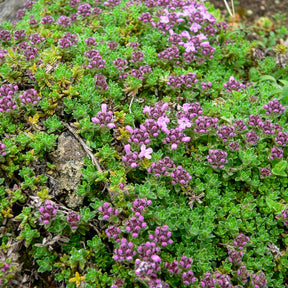 Frühlingsthymian Bressingham - Willemse