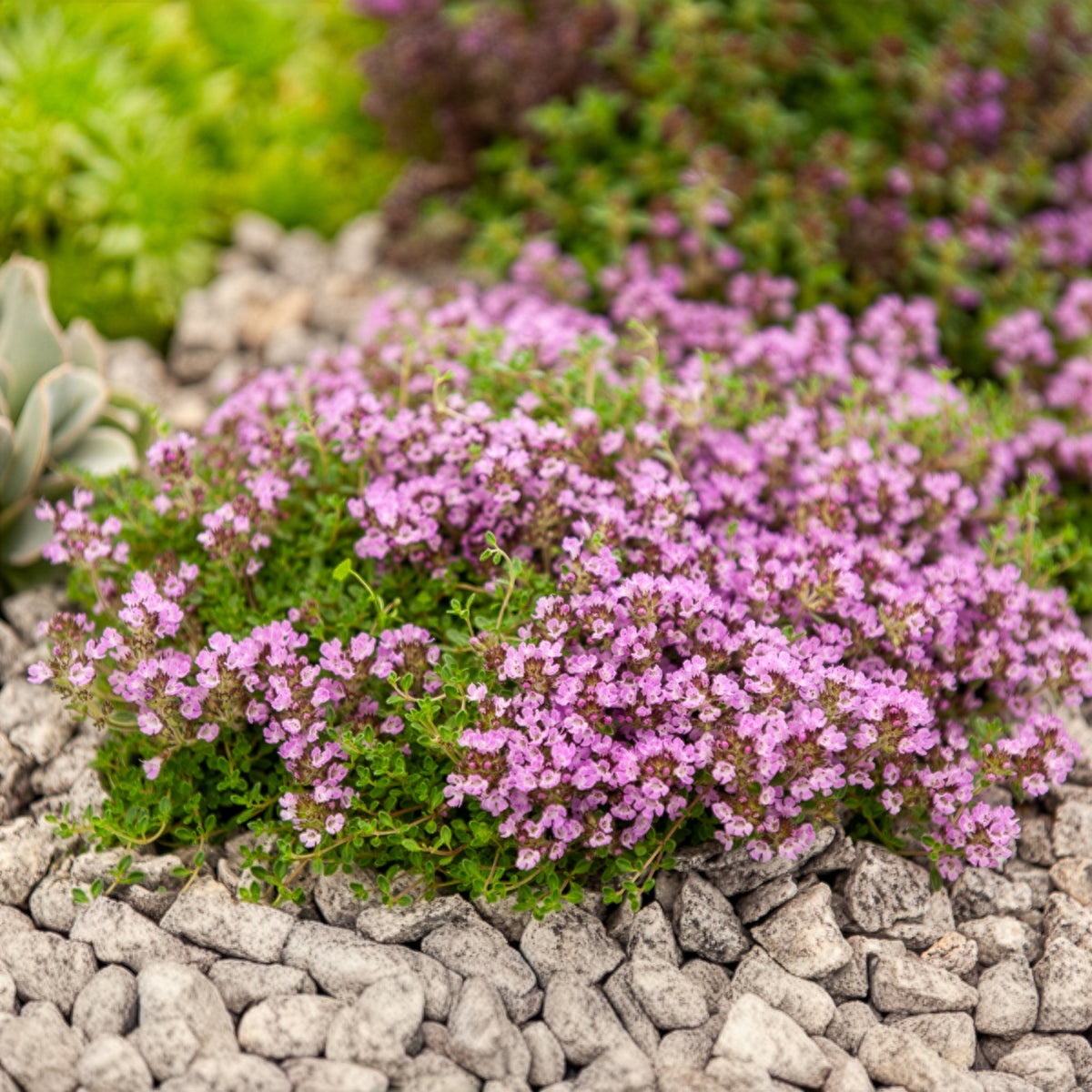 Frühlingsthymian Bressingham - Thymus praecox Bressingham - Willemse