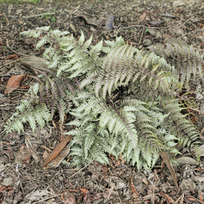 Japanischer Regenbogenfarn Metallicum - Athyrium niponicum var. pictum (metallicum) - Willemse