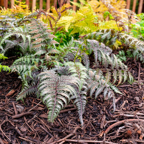 Athyrium niponicum var. pictum (metallicum) - Japanischer Regenbogenfarn Metallicum - Stauden