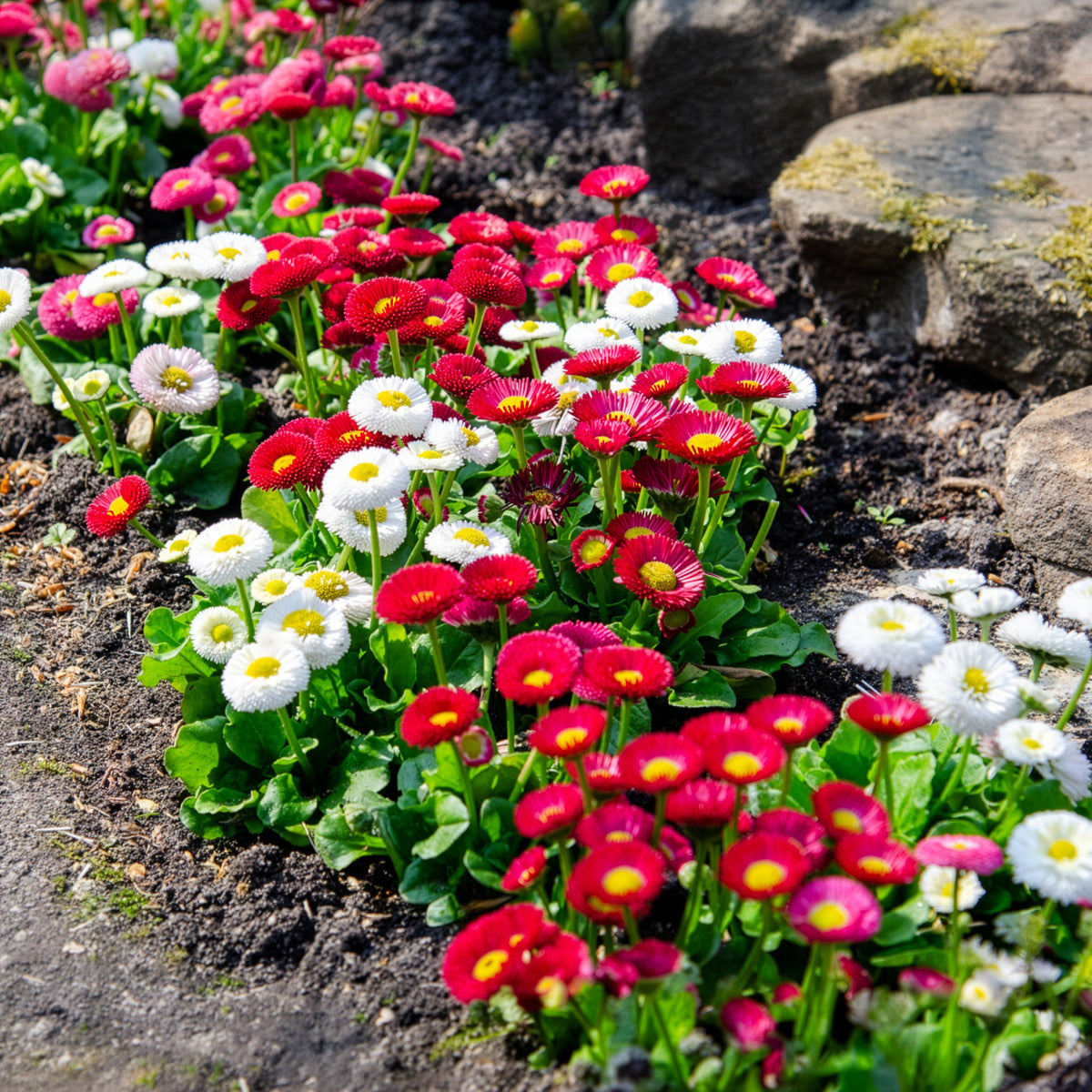 Gänseblümchen Mischung (x2) - Bellis perennis - Willemse