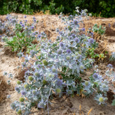 Stranddistel - Eryngium maritimum - Willemse