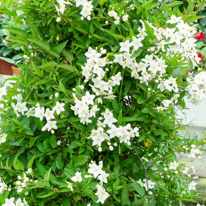 Jasmin-Nachtschatten (Solanum jasminoides) - Willemse