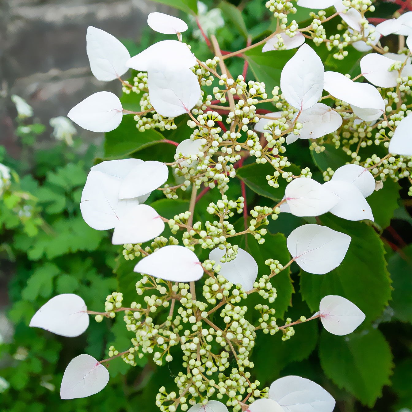 Spalthortensie - Schizophragma hydrangeoïdes - Willemse
