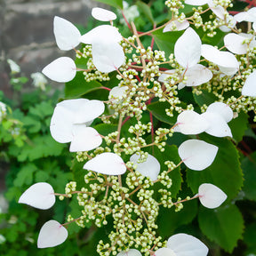 Spalthortensie - Schizophragma hydrangeoïdes - Willemse