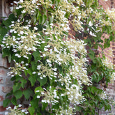 Schizophragma hydrangeoïdes - Spalthortensie - Kletterhortensie