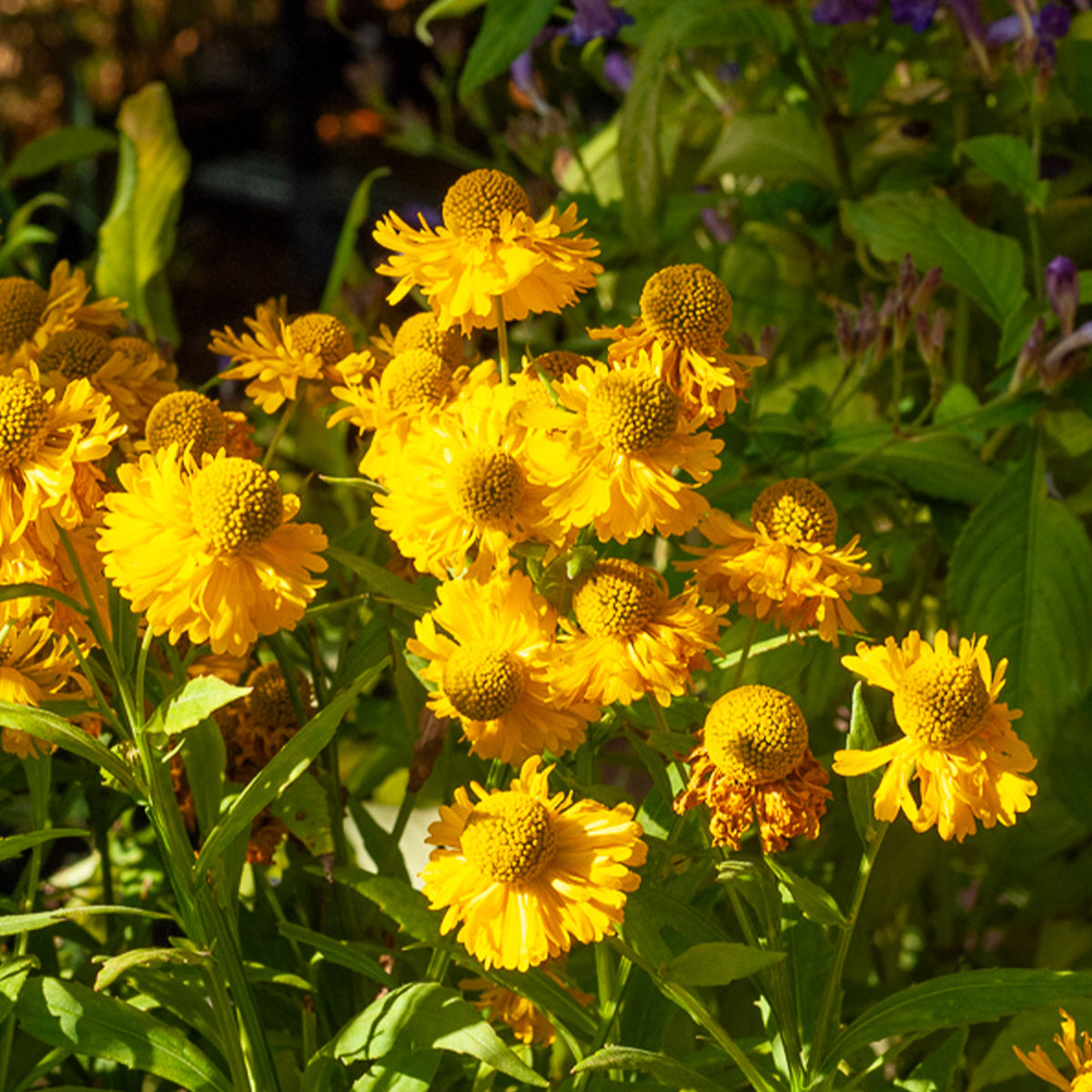Sonnenbraut 'Double Trouble' - Helenium double trouble - Willemse
