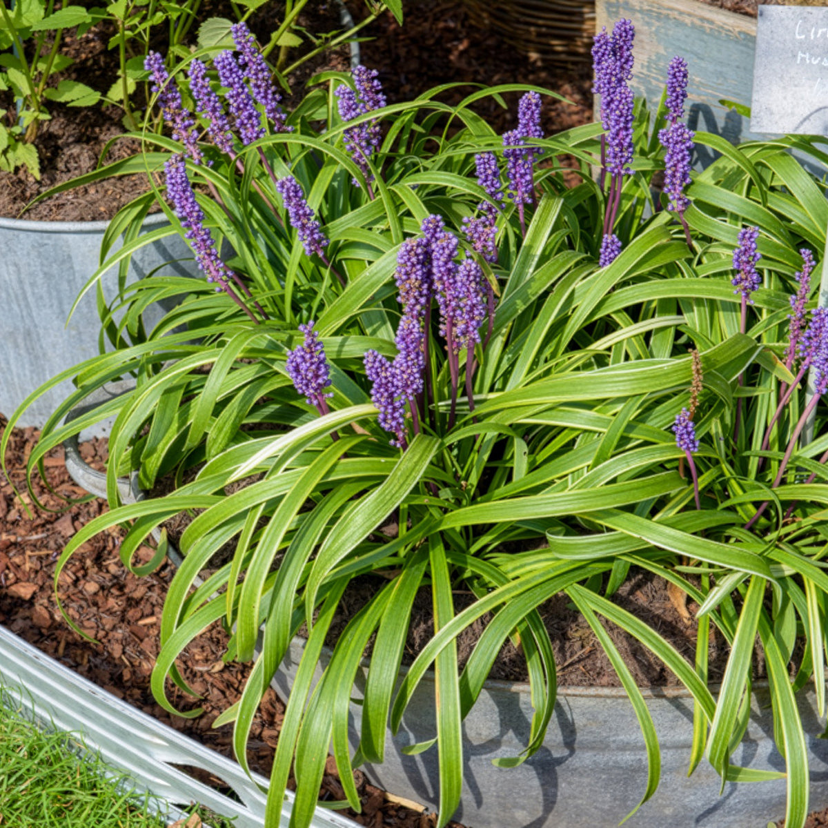 Liliengras Gold Banded - Willemse