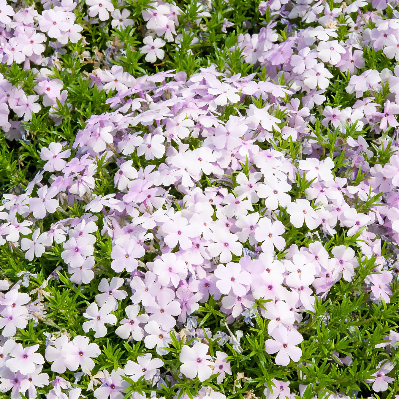 Teppich-Phlox ‘Lilac Cloud’ - Willemse
