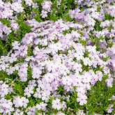 Teppich-Phlox ‘Lilac Cloud’ - Willemse