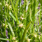 Keulensegge - Carex grayi - Willemse