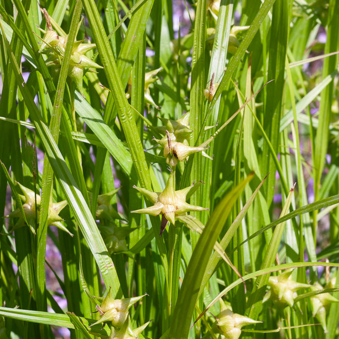 Keulensegge - Carex grayi - Willemse
