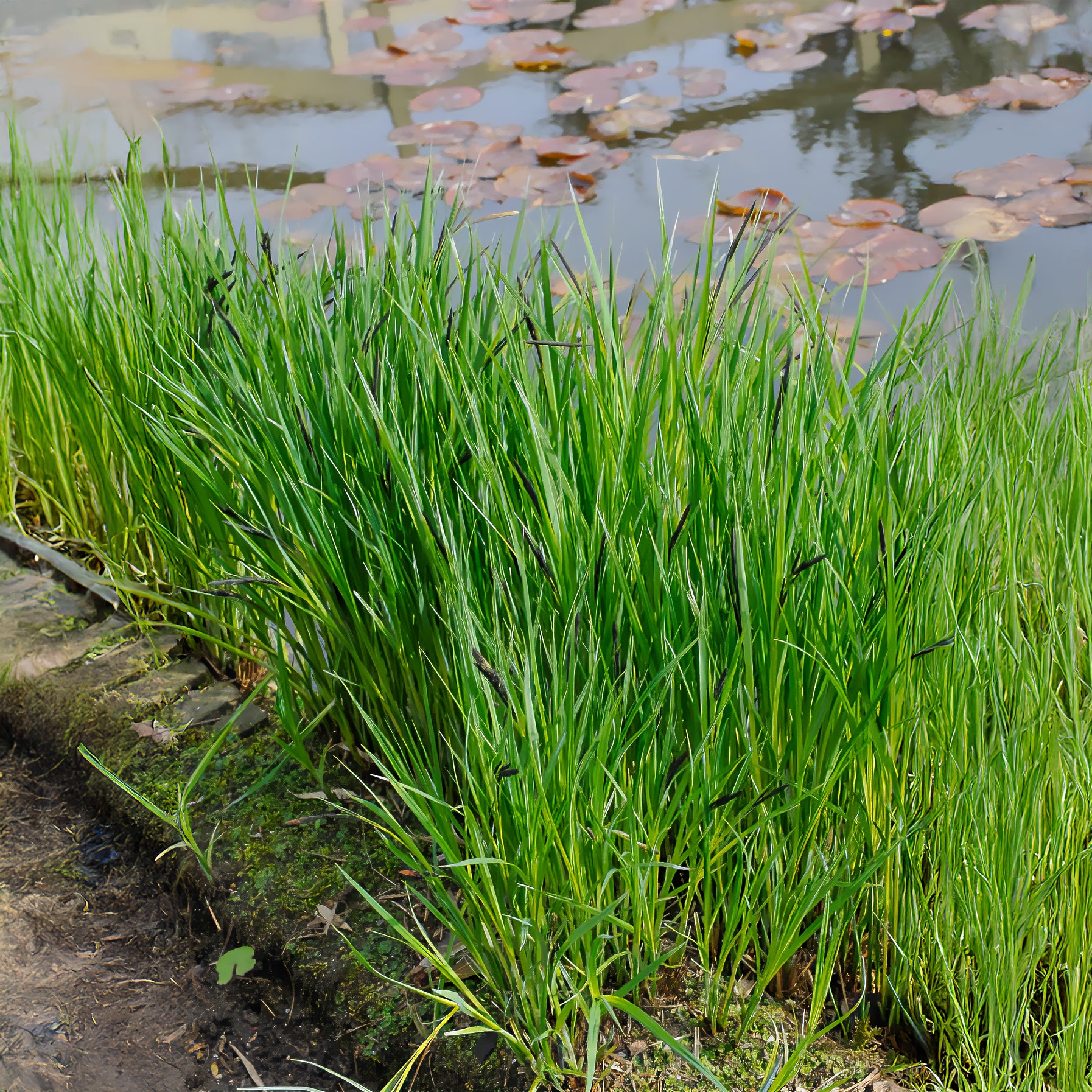 Ufersegge Carex - Willemse