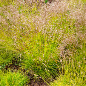 Draht-Schmiele Tatra Gold - Deschampsia flexuosa Tatra Gold - Willemse
