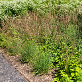Molinia caerulea Edith Dudszus - Kleines Pfeifengras Edith Dudszus - Pfeifengras