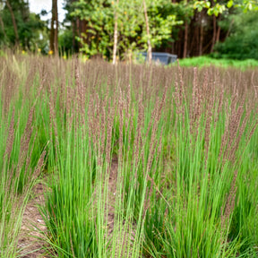 Kleines Pfeifengras Edith Dudszus - Willemse