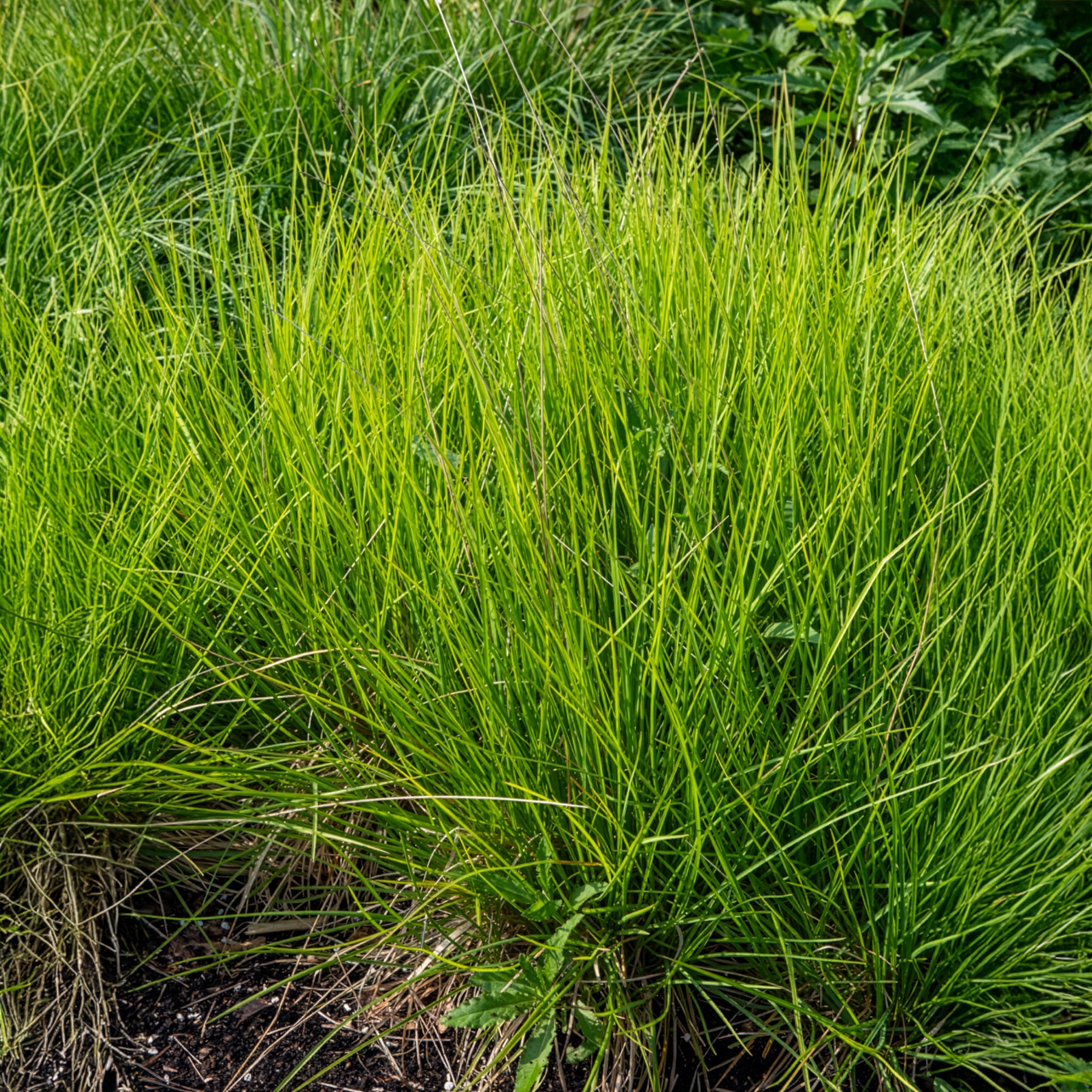 Nest-Blaugras - Willemse