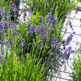 Lavandula angustifolia 'munstead' - Echter Lavendel Munstead - Lavendel