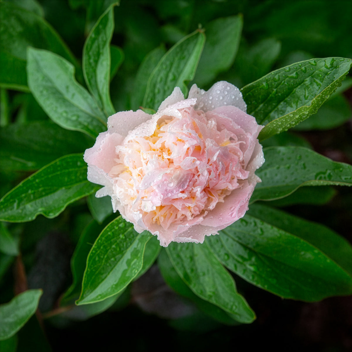 Edel-Pfingstrose Pfirsichblüte - Paeonia lactiflora peche - Willemse