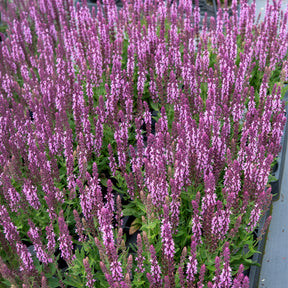 Salbei - Steppensalbei 'Sensation Pink' - Salvia nemorosa sensation pink