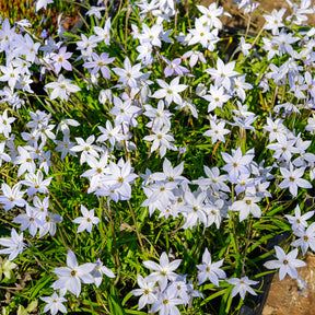 Frühlingssterne 'Wisley Blue' - Ipheion uniflorum 'wisley blue' - Willemse