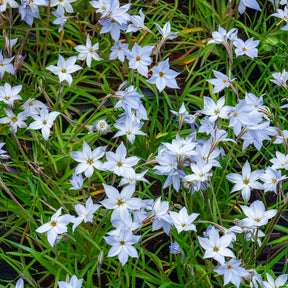 Frühlingssterne 'Wisley Blue' - Willemse