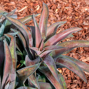 Mangave Mission to Mars® - Agave manfredii Mission to Mars ® (Mangave) - Willemse