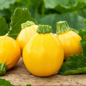 Zucchini Sun Ball F1 - Cucurbita pepo - Willemse