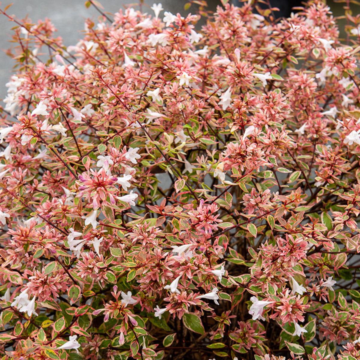 Abelie ‘Sunshine Daydream’® - Abelia grandiflora Sunshine Daydream ® - Willemse