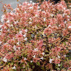 Abelie ‘Sunshine Daydream’® - Abelia grandiflora Sunshine Daydream ® - Willemse