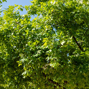 Montpellier-Ahorn - Acer monspessulanum - Willemse