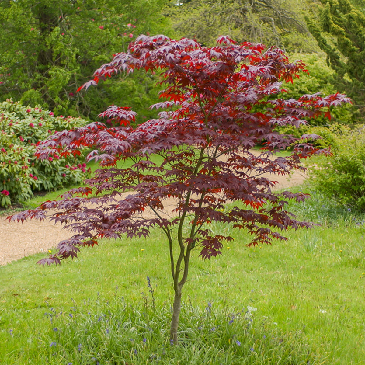 Japanischer Ahorn Bloodgood - Willemse