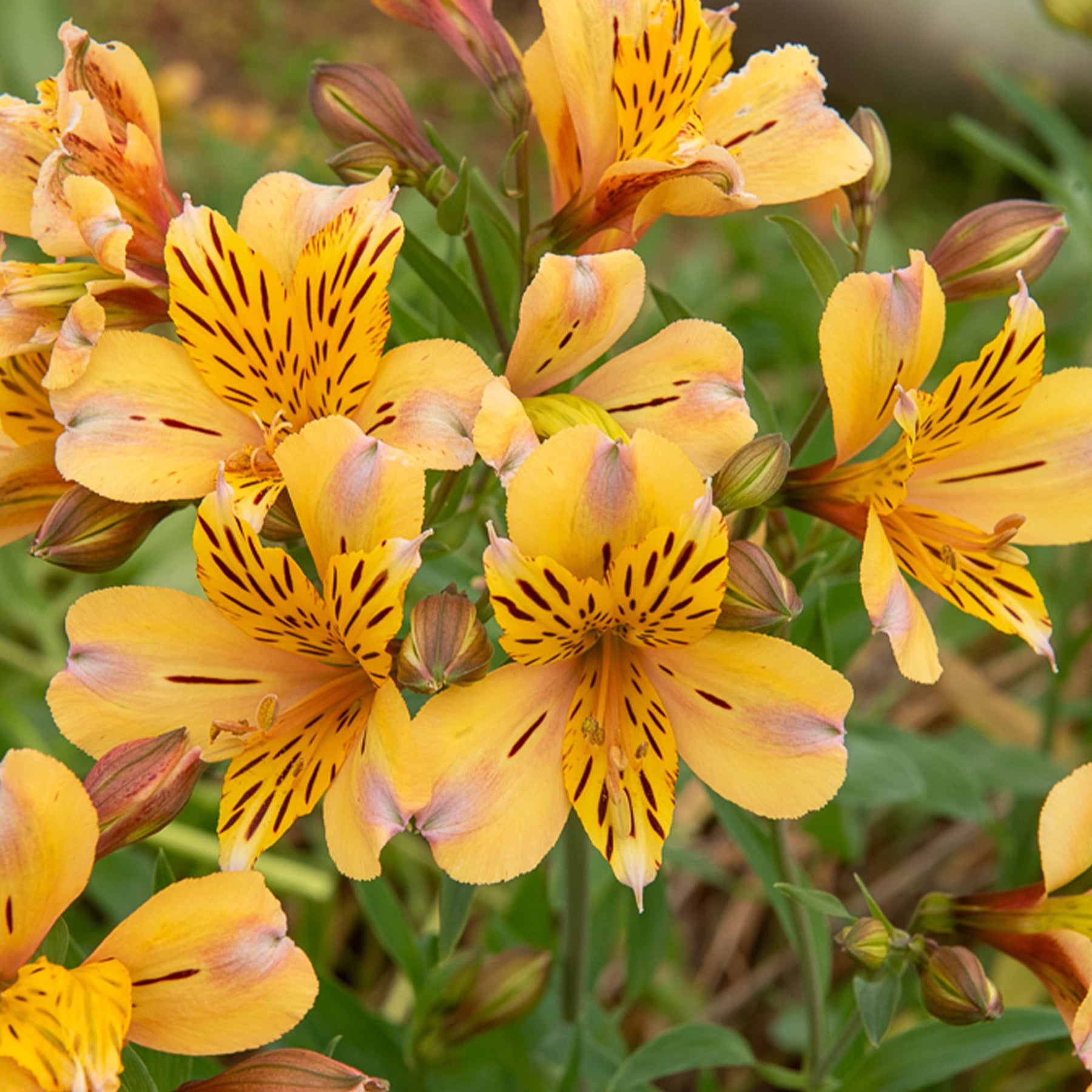 Inkalilie ‘Duc d’Anjou Nicolas’ - Alstroemeria Duc d'Anjou Nicolas - Willemse