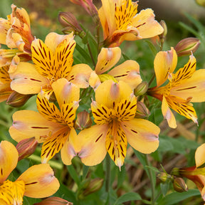 Inkalilie ‘Duc d’Anjou Nicolas’ - Alstroemeria Duc d'Anjou Nicolas - Willemse
