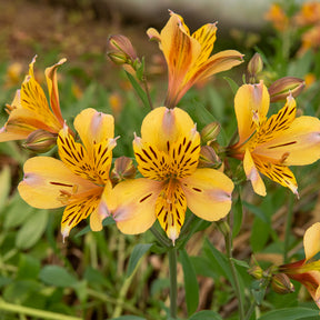 Inkalilie ‘Duc d’Anjou Nicolas’ - Willemse
