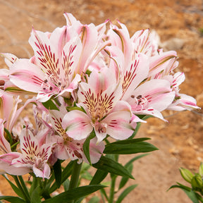 Inkalilie ‘Duchesse d’Anjou Béatrice’ - Alstroemeria Duchesse d'Anjou Béatrice - Willemse