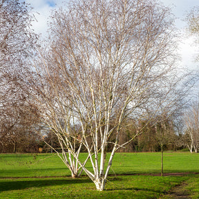 Betula utilis jaquemontii Doorenbos - Himalaya-Birke Doorenbos - Birke